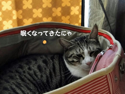 眠くなってきたにゃ