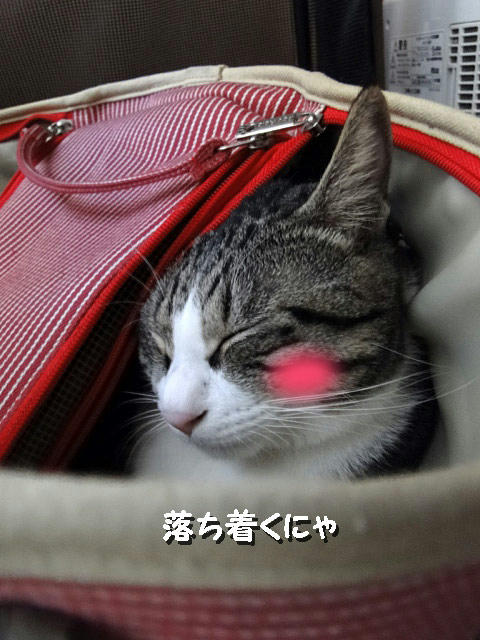 落ち着くにゃ