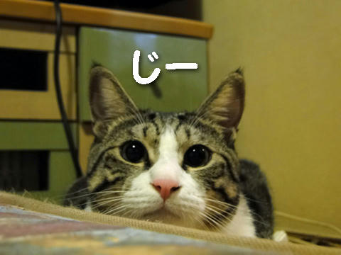 じー