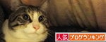 人気ブログランキング（猫ブログ）へ