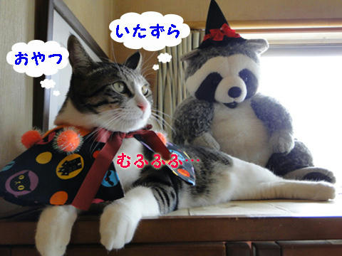 むふふふ・・・♪