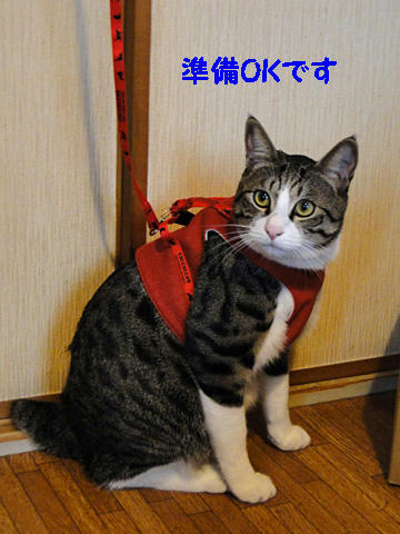 お散歩準備OKです
