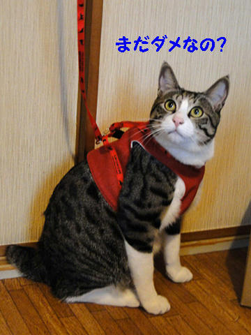 まだ駄目なの?