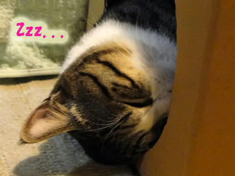 Ｚｚｚ．．．