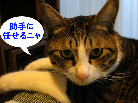 助手に任せるにゃ！