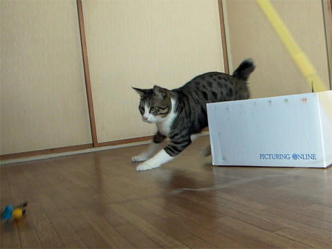 キャットクエスト２