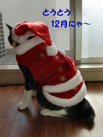 12月にゃ