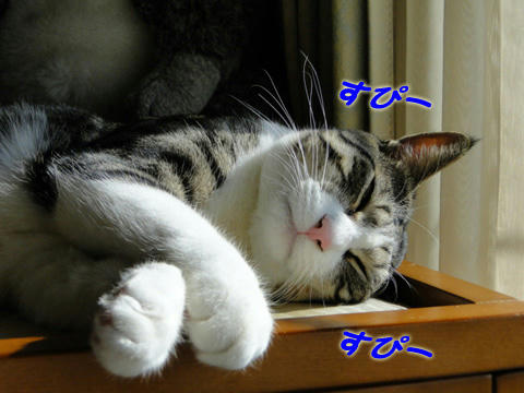 Ｚｚｚｚ
