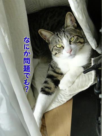 何か問題でも?