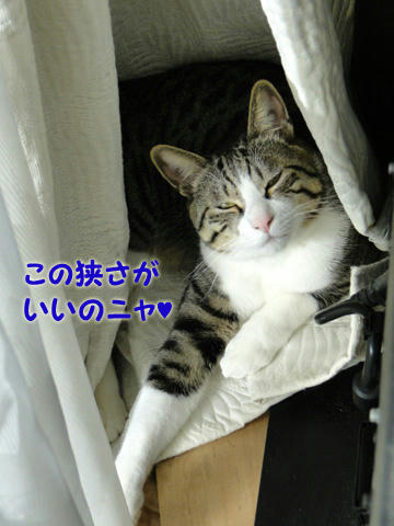この狭さがいいのにゃ♪