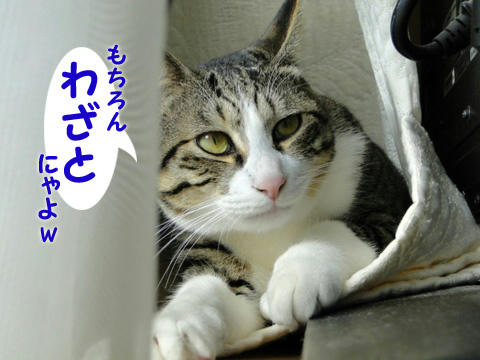 もちろんわざとにゃよw
