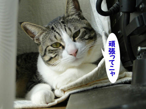 頑張ってにゃ