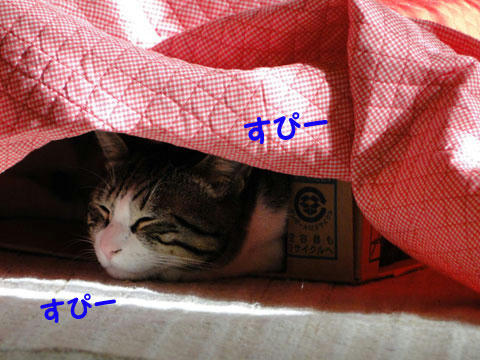 すぴー