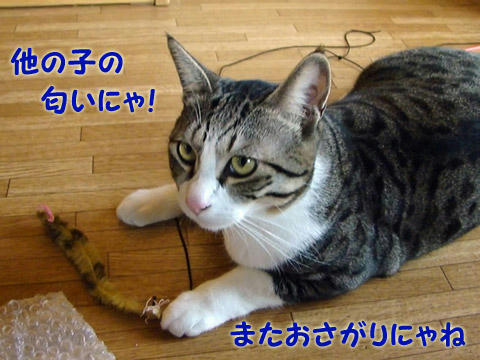 またおさがりにゃね