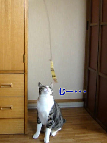 じー・・・