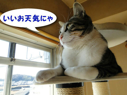 いいお天気にゃ