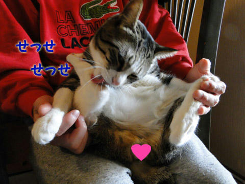せっせ