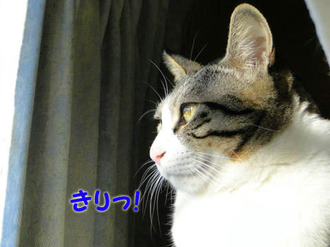 きりっ