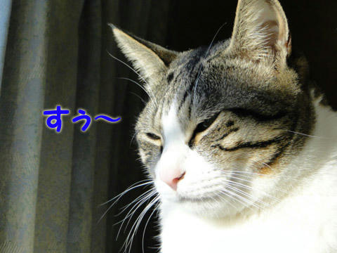 すぅ～・・・