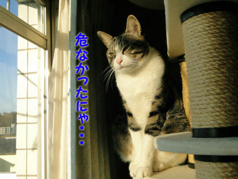 危なかったにゃ