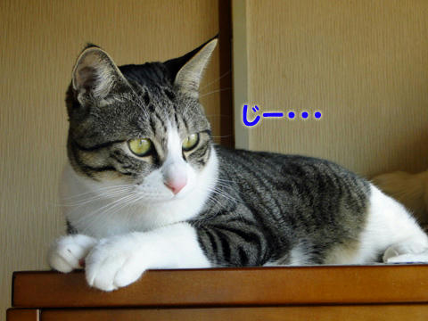 じー・・・