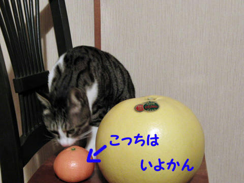 こっちがいよかん