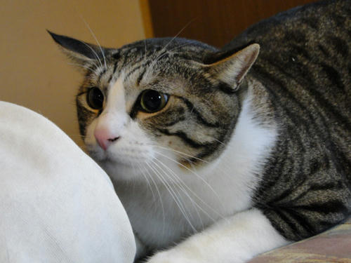 ガン見