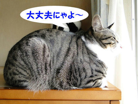 大丈夫にゃ