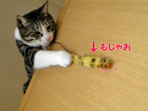 もじゃお