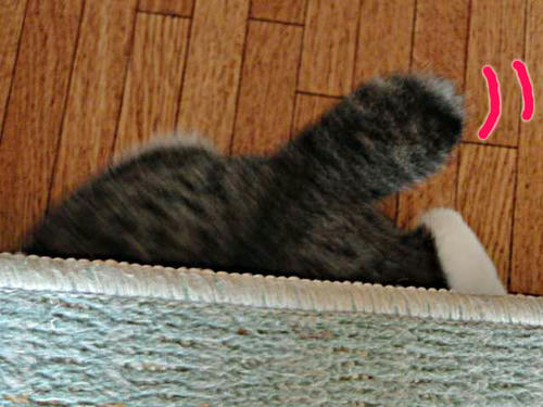 うさぎしっぽ