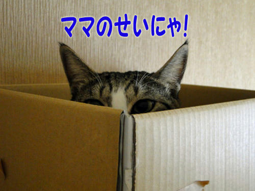 ママのせいにゃ！