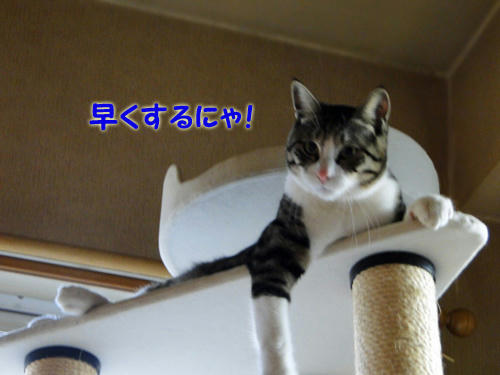 早くするにゃ！