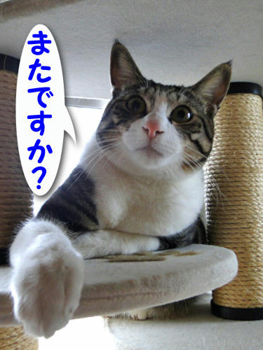またですか？
