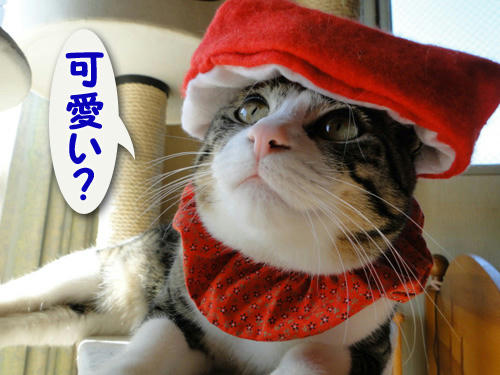 可愛い？