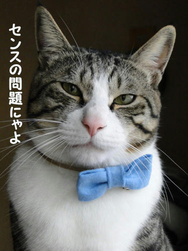 センスの問題にゃよ