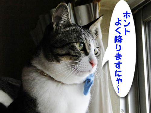 よく降りますにゃ～