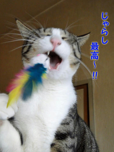 じゃらし最高!
