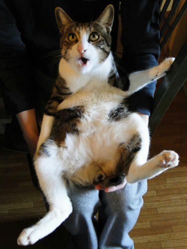 お猫さま