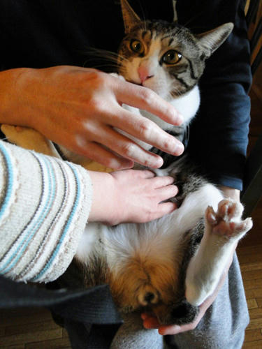 がじがじ