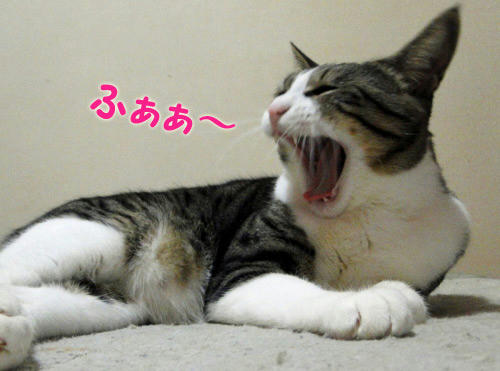 ふあぁぁ～