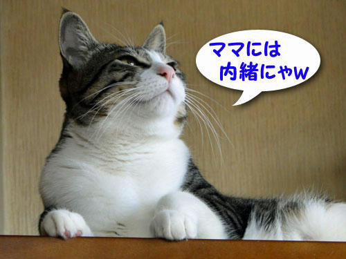 内緒ニャ