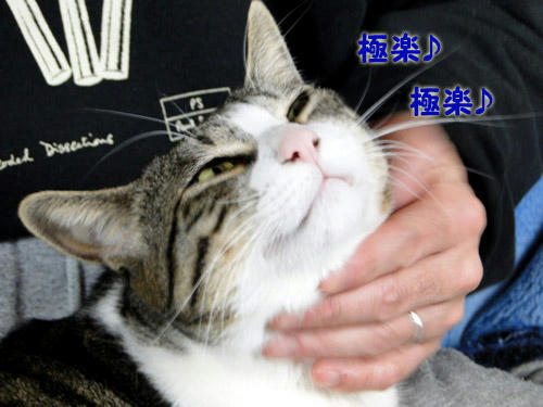 極楽にゃ