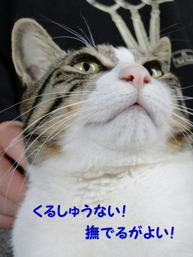 撫でるがよい。