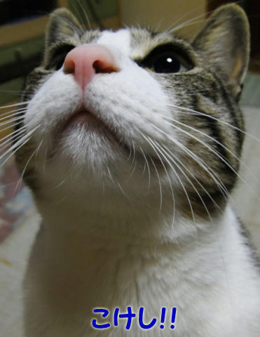 こけし！