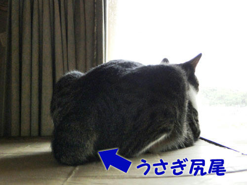 うさぎしっぽ