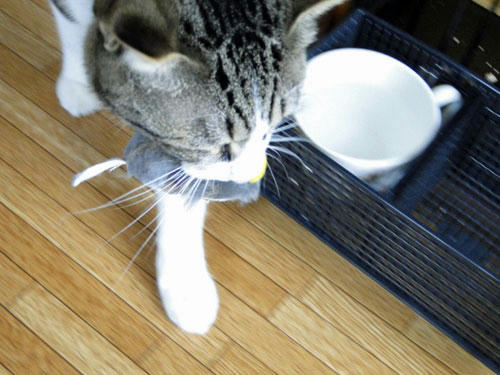 すたすた