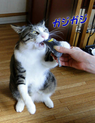 ガジガジ