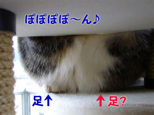 ぽぽぽぽーん♪