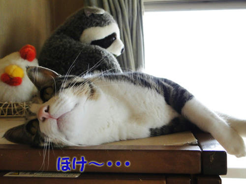 ぼけー