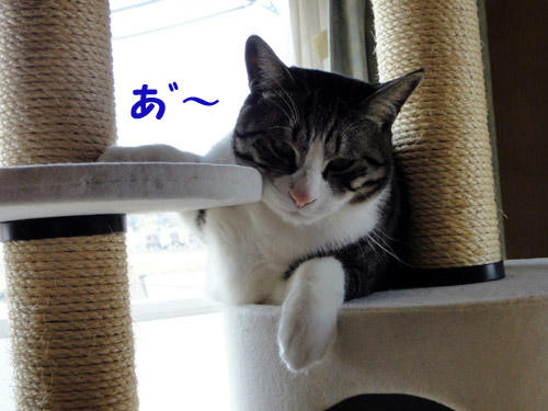 あ゛～～～～～